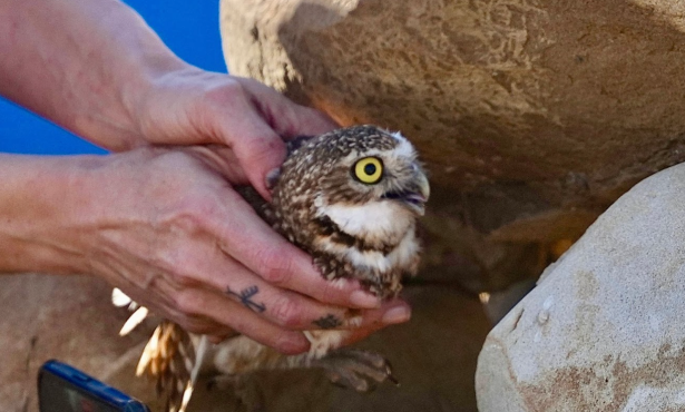 Rehabilitated Burrowing Owl Finds New Home in Goleta